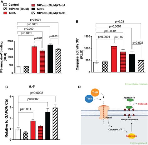 Frontiers Role Of Pannexin 1 P2x7r Signaling On Cell Death And Pro