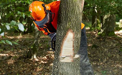 Baumf Llarbeiten Selbst De