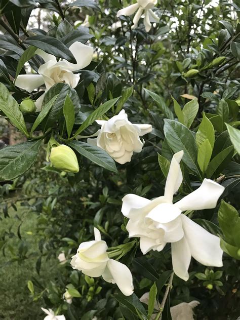 Gardenias Starting To Bloom Gardening