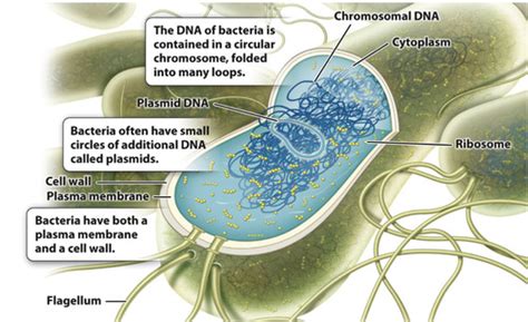 Ch 24 Bacteria And Archaea Flashcards Quizlet