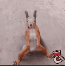 Dancing Squirrel GIFs | Tenor