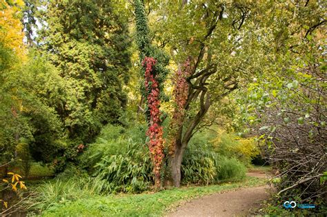 Feerie De Toamnă în Parcul Dendrologic Din Simeria Go Hunedoara