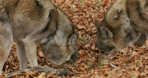 Gray Wolves Canis Lupus Lupus In The Forest Slow Motion Close Up