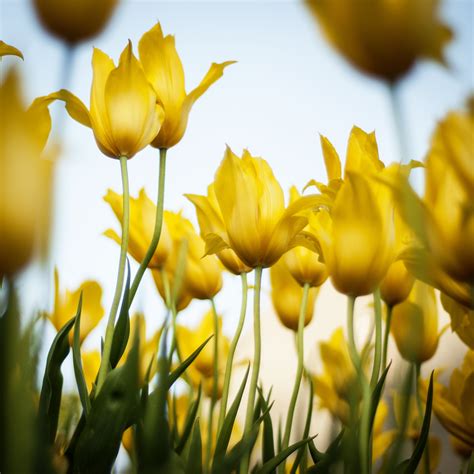 Immagini Belle Natura Fiorire Prato Luce Del Sole Foglia Fiore