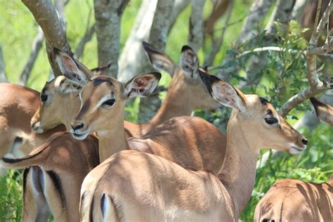 Impala Yaban Hayat Hayvan Pixabay De Cretsiz Foto Raf Pixabay