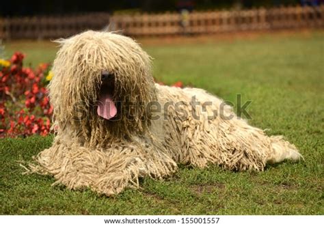 325 Hungarian Sheep Dog Images Stock Photos And Vectors Shutterstock