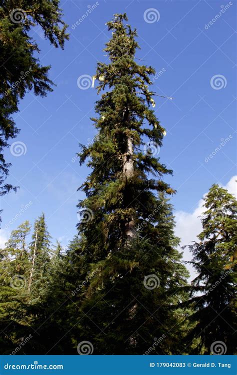 Sitka Spruce 845423 Stock Image Image Of Picea Sitchensis 179042083