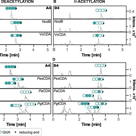 Base Peak Chromatograms Of Hilic Esi Ms Analysis Showing Products After Download Scientific