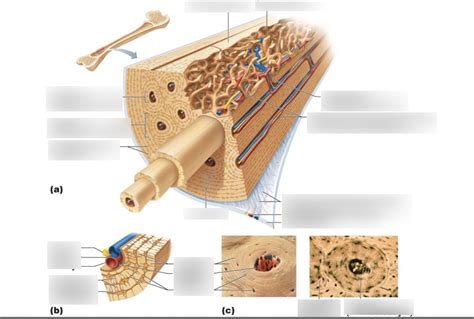 Diagram Of Bone Tissue Quizlet