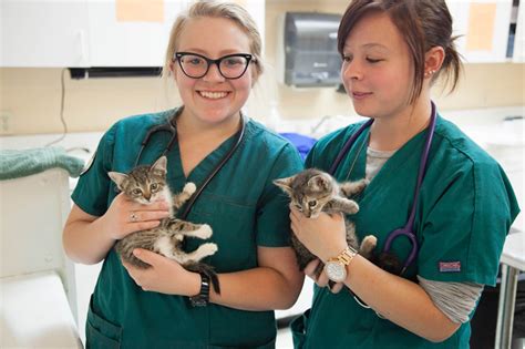 How To Become A Veterinary Assistant Veterinary Practice News