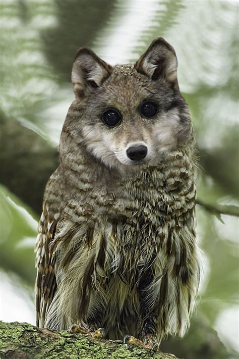 Beautiful Combination Owl And Wolf Hybridanimals