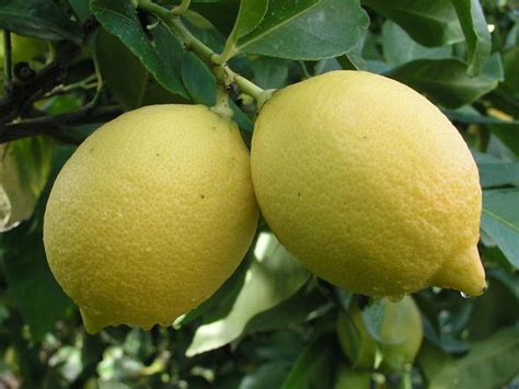 Lemons In South Africa