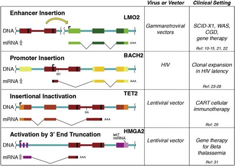 Retroviral Insertional Mutagenesis In Humans Evidence For Four Genetic