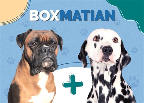 Boxmatian Boxer And Dalmatian Mix Info Pictures Traits Hepper