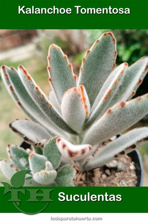 Kalanchoe Tomentosa Cuidados Y Reproducci N Th Suculentas