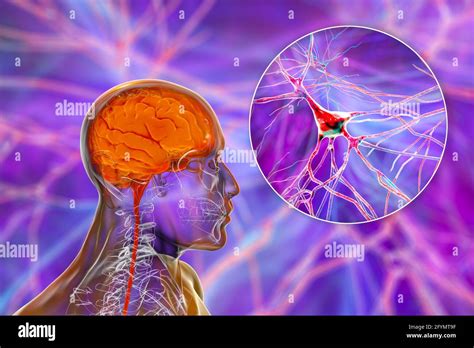 Cerebro humano y neuronas ilustración Fotografía de stock Alamy