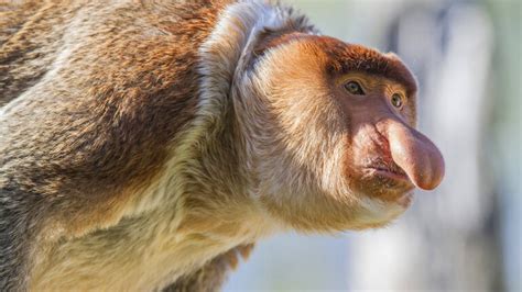 Tierwelt Nasenaffen Größe der Nase zählt Dlf Nova