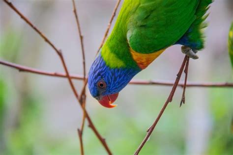 Fondos De Pantalla Naturaleza Loro Rama Verde Fauna Silvestre