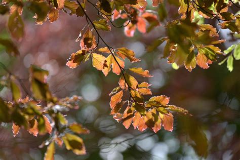 Tricolor Beech Plant Care And Growing Guide