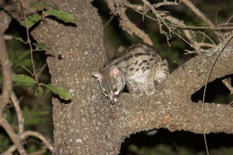 Large Spotted Genet Genetta Tigrina Shadows Of Africa