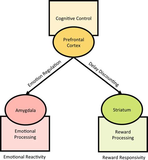 Conceptual Diagram Of The Psychological Processes Affected By Early