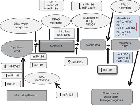 Chromosomal Instability Pathway Cin And Expression Of Mirnas In Crc