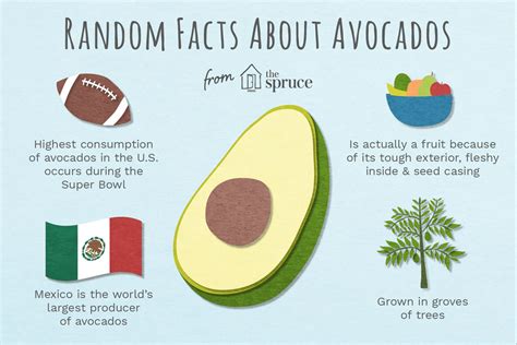 Avocado Varieties And Facts