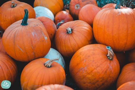 Die beste Sorte(n) zum Halloween-Kürbis schnitzen - Wunderbunt.de