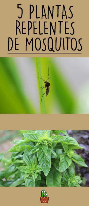 5 Plantas REPELENTES De MOSQUITOS Muy Efectivas Plantas