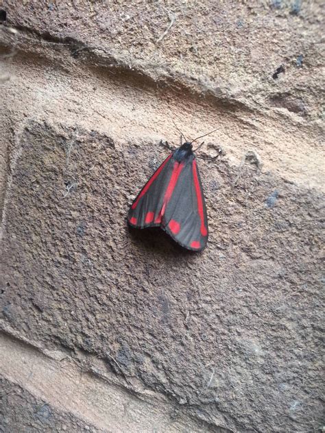 Cinnabar moth - ZooChat