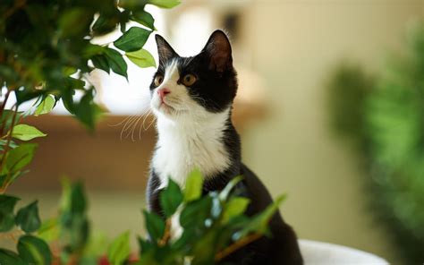 3840x2160 resolution | tuxedo cat, cat, animals HD wallpaper ...