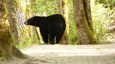 Bccos Makes Arrest For Trafficking In Black Bear Parts Ctv News