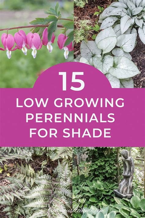 Good Plants For The Shade Back Gardener