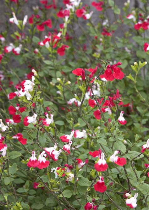 Bushes Red Flowering Shrub Identification