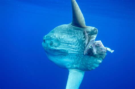 El Pez Luna O Mola Mola Un Pez Gigante Y Pesado Explora Univision