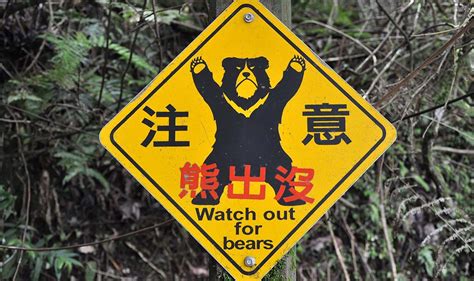 Searching For The Formosan Black Bears Of Taiwans Yushan National Park