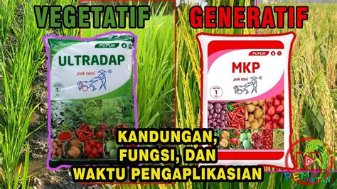 Kandungan Dari Pupuk Ultradap Dan Mkp Youtube