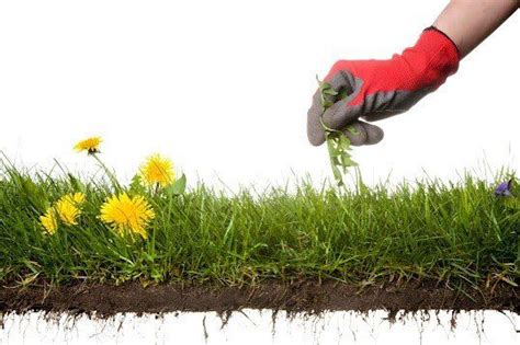 What Are the Different Types of Lawn Weeds? | Dirt & Turf