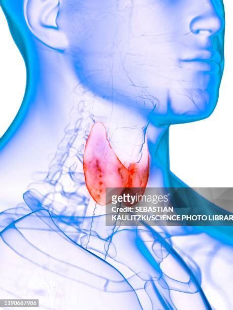 Lymph Node 3d Render Photos And Premium High Res Pictures Getty Images