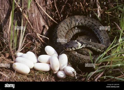 King Cobra Eggs