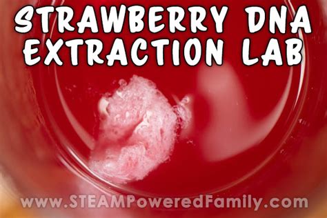 Extracting Dna From Strawberry