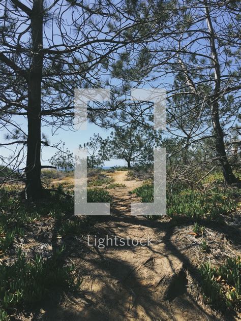 A Worn Path In A Forest — Photo — Lightstock