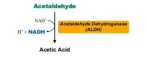 乙醛脱氢酶（aldh）活性检测试剂盒（nadh速率法） 知乎