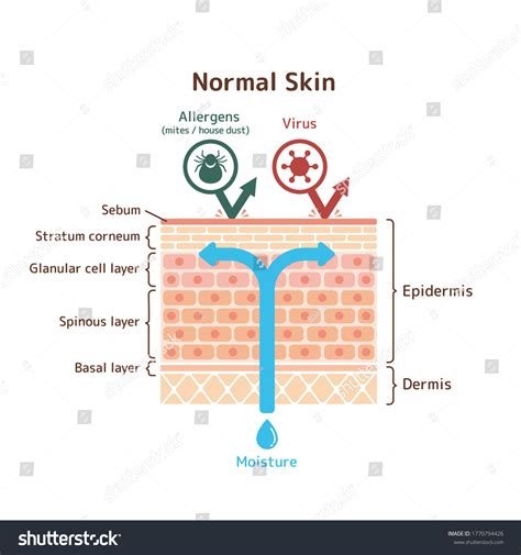 129 Skin Cells Toxicity Images, Stock Photos & Vectors | Shutterstock