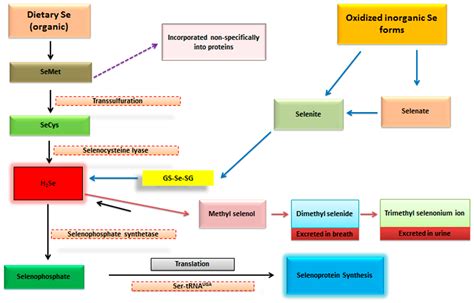 Antioxidants Free Full Text Role Of Selenium And Selenoproteins In