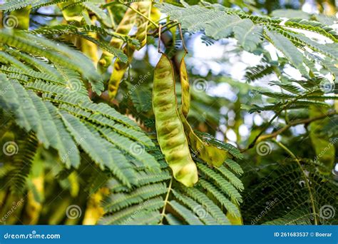 Bright Green Leaves And Seed Pods Of Honey Locust Gleditsia