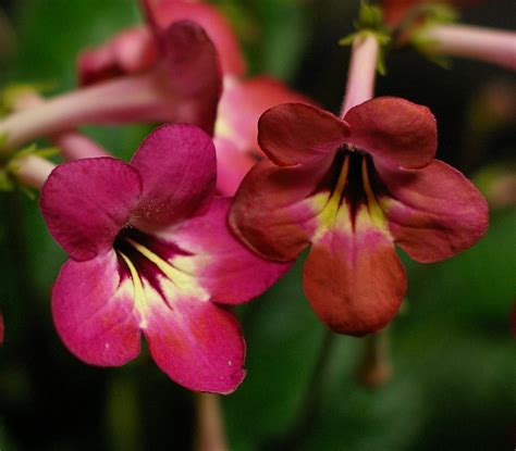 Streptocarpus Salmon Sunset Gesneriad Reference Web