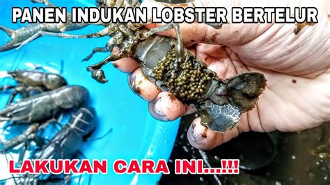 Begini Cara Agar Lobster Air Tawar Cepat Bertelur Langsung Panen