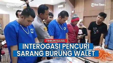 Kapolres Palopo Interogasi Pencuri Sarang Burung Walet Dan HP YouTube