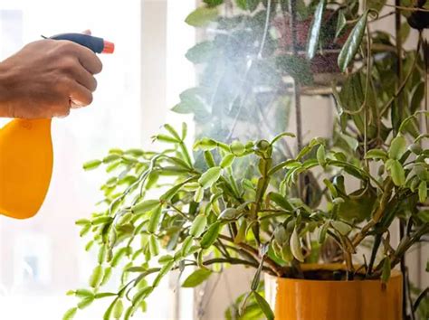 How To Increase Humidity For Plants Without Humidifier Ways Citycacti